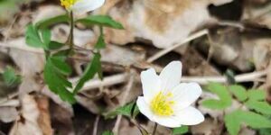 Wanderung Schwebheim am 10.03.2024