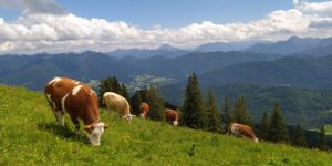 Wanderwoche Benediktbeuern vom 2.6. - 9.6.2022 5.Tag Brauneck - Latschenkopf