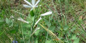 Wanderung Saupurzel-Edelweiss vom 21.5.2023