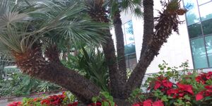 Stadtbesichtigung Funchal am 21.11.2025