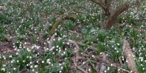 Wanderung Kitzingen-Großlangheim mit Märzenbecher am 7.3.2024