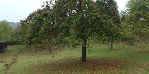 Wanderung-von-Burgbernheim-über-die-Frankenhöhe-nach-Oberdachstetten am 14.10.2021