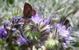 NaturFreunde für nachhaltige Landwirtschaft