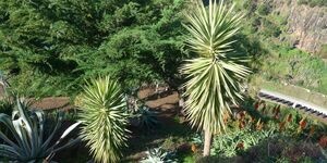 Botanischer Garten Funchal am 24.11.2025