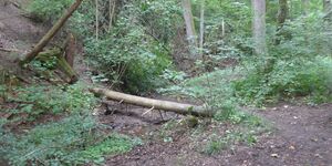 Wanderung durch die Pfalzbachschlucht am 17.8.2025 Wanderung durch die Pfalzbachschlucht am 17.8.2025